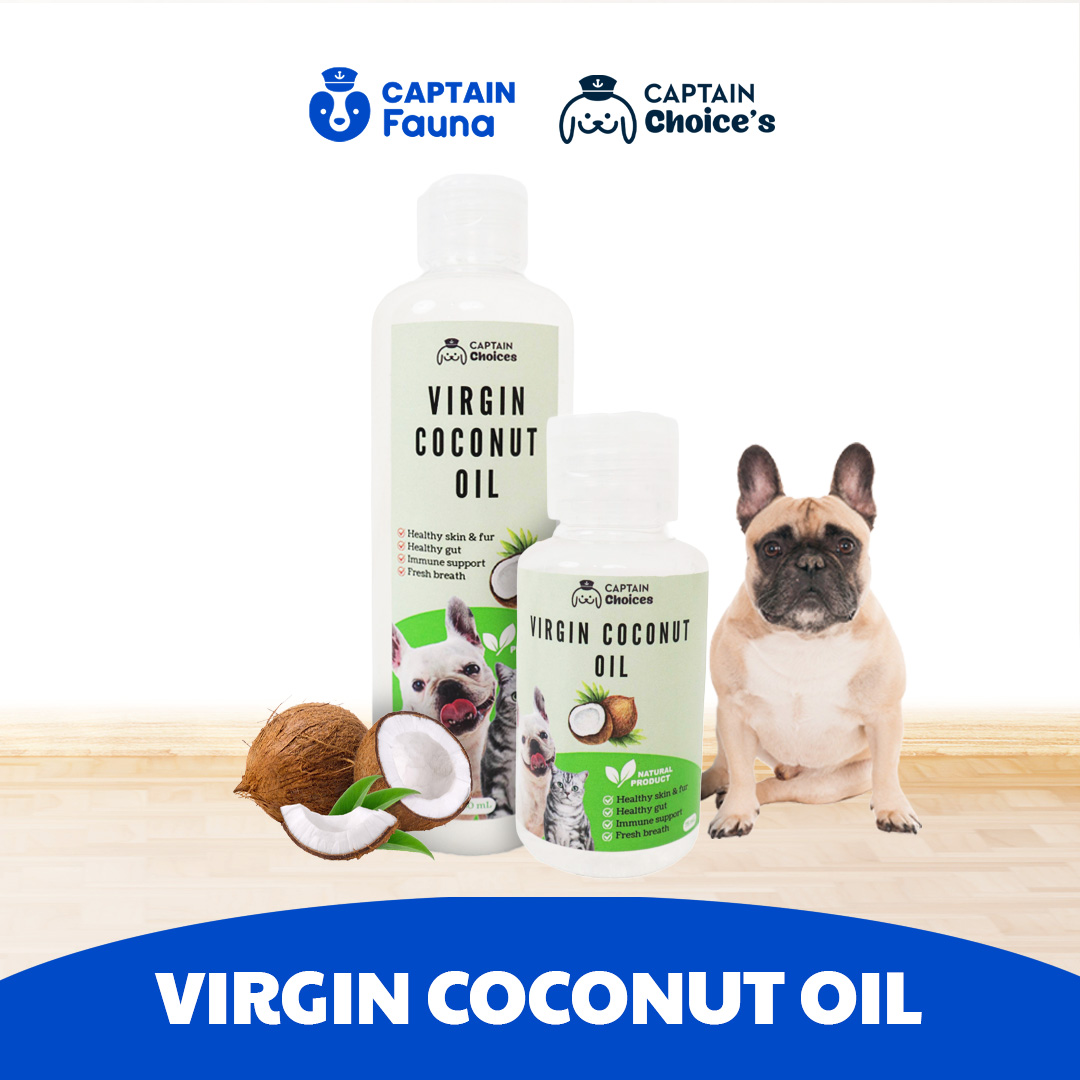 Virgin Coconut Oil Untuk Kucing Anjing
